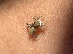 Maratus montanus