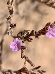 Maratus montanus