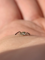 Maratus montanus