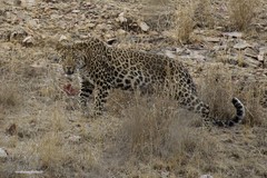 Panthera pardus fusca
