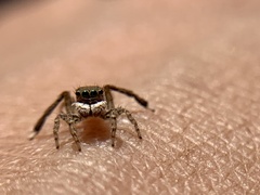Maratus montanus