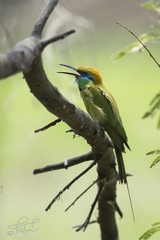 Merops orientalis orientalis