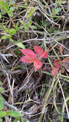 Parthenocissus quinquefolia image