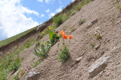 Papaver croceum