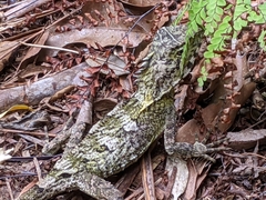 Lophosaurus spinipes