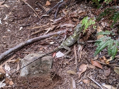 Lophosaurus spinipes