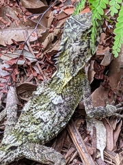 Lophosaurus spinipes