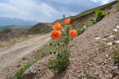 Papaver croceum