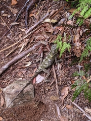 Lophosaurus spinipes