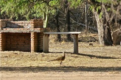 Chunga burmeisteri