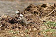 Lophospingus pusillus