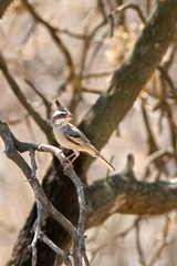 Lophospingus pusillus
