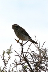 Spiziapteryx circumcincta