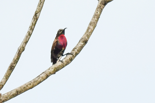 Scarlet-chested Sunbird