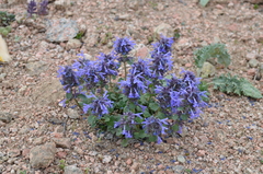 Dracocephalum nutans