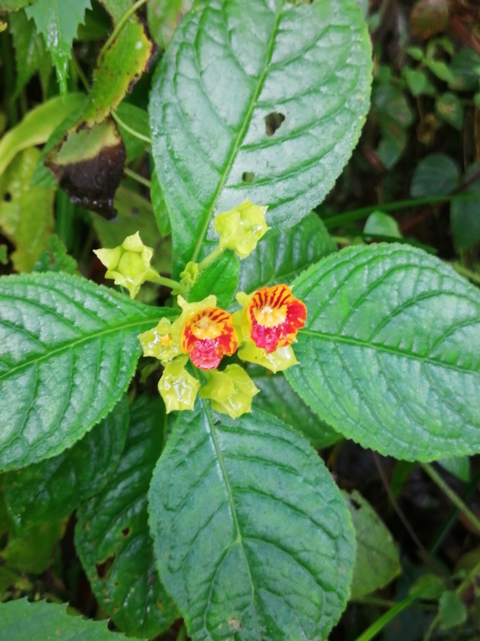 Chrysothemis friedrichsthaliana