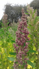 Chenopodium quinoa