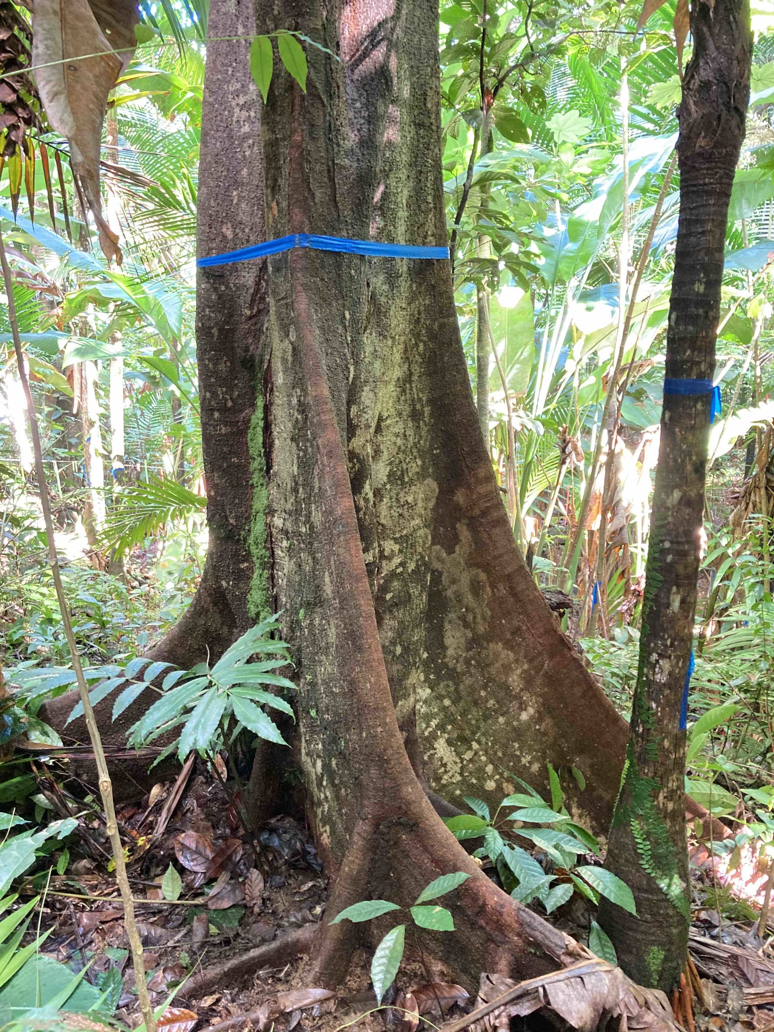 Sloanea berteroana