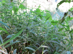 Panicum chionachne