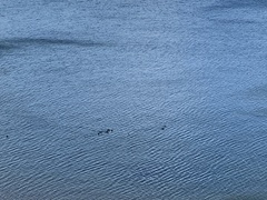 Melanitta perspicillata