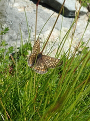 Euphydryas aurinia debilis