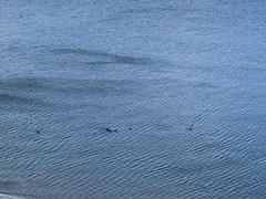 Melanitta perspicillata