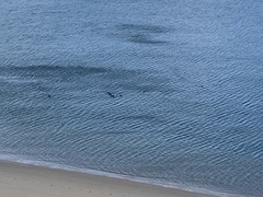 Melanitta perspicillata