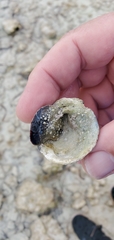 Isognomon bicolor