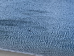 Melanitta perspicillata