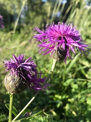 Centaurea scabiosa grinensis