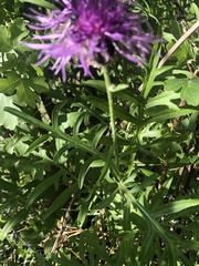 Centaurea scabiosa grinensis