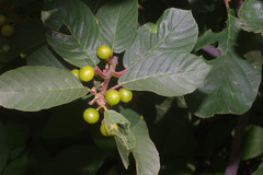 Rhamnus alnifolia