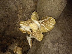 Neolentinus ponderosus