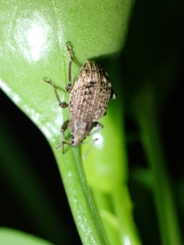 Photo of Garden Weevil (Phlyctinus callosus)