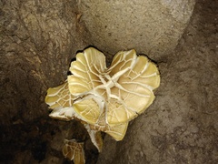 Neolentinus ponderosus