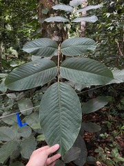 Ormosia krugii