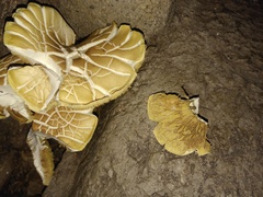 Neolentinus ponderosus