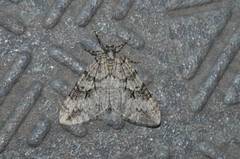 Operophtera japonaria