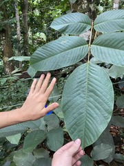 Ormosia krugii