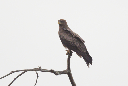 Yellow-billed Kite