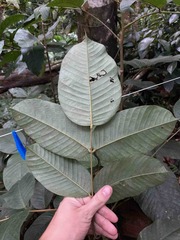 Ormosia krugii