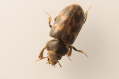 Heterocerus flexuosus