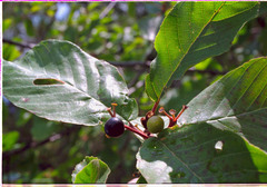 Rhamnus alnifolia