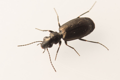 Syntomus foveatus