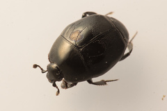 Saprinus aeneus
