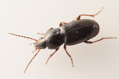 Pterostichus vernalis