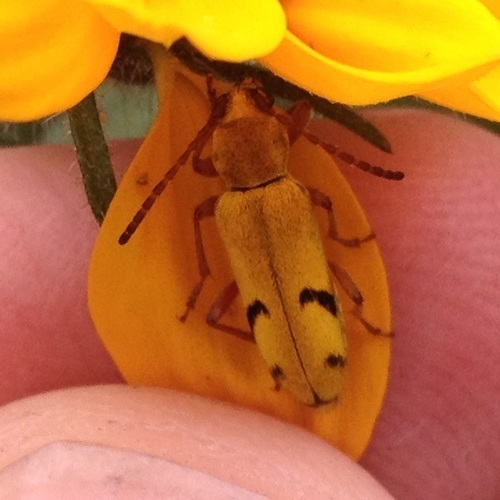 Ochraethes tomentosus · iNaturalist Mexico