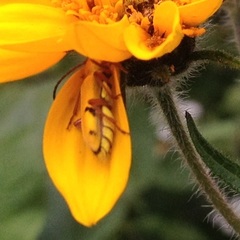 Ochraethes tomentosus