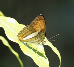Adelpha cytherea aea