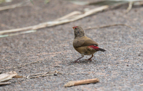 Red-billed Firefinch